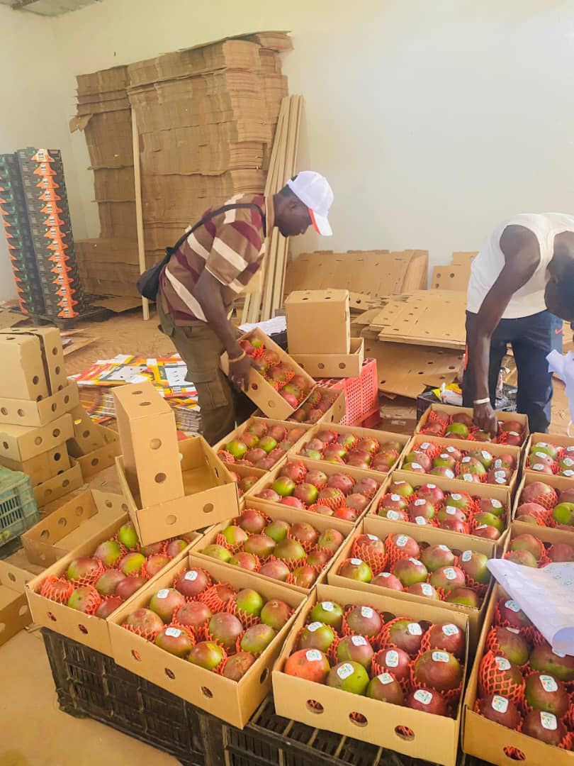 Fresh Kent mangoes from West Africa, export-grade quality, carefully selected, packed in 4 kg cartons, suitable for wholesale, retail distribution and international fresh fruit markets.